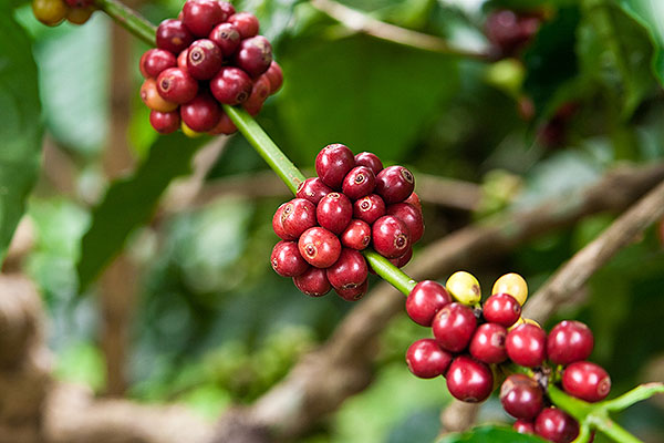 Кофе в зернах CUATTRO Vietnam Robusta Dambri Falls (Дамбри Фоллз) купить в магазине в Спб